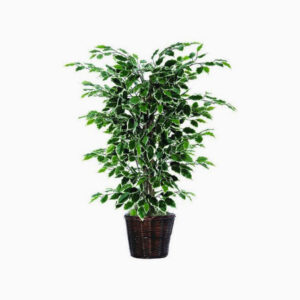 Here's an alt tag for the image: Ficus tree in a brown pot.