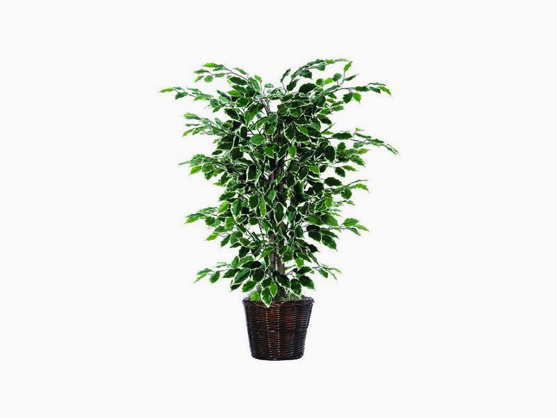 Here's an alt tag for the image: Ficus tree in a brown pot.